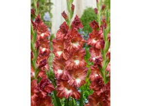 Gladiolus Tiramisu 02