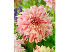 Cafe au lait royal 01