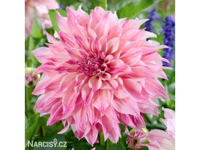 ruzova jirina cafe u lait royal 1