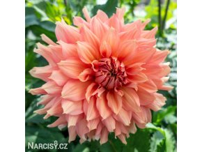 oranzova jirina fairway spur 1