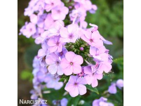 Phlox Lilac Time 01