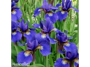 modry iris sibirsky kosatec blue king 6