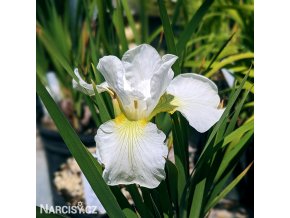 bily iris sibirsky kosatec gelber mantel 1