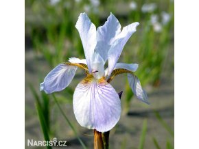 bily iris sibirsky kosatec rowe 1