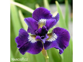 fialovy iris sibirsky kosatec shirley pope 1
