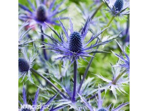 eryngium macka alpska 1