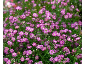 Gypsophila flamingo 01