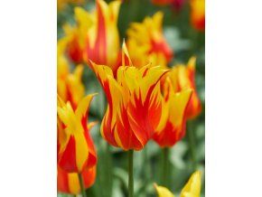 Tulipa Fire Wings 1 1 4