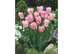 Huis ten Bosch 1 768x988