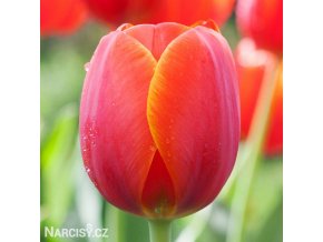 červený tulipán ad rem 1