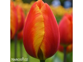 červenožlutý tulipán apeldoorns elite 5