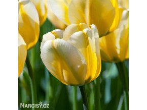 žlutobílý tulipán jaap groot 1