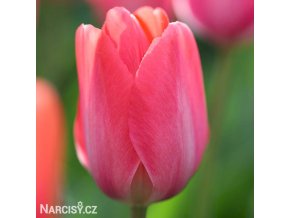 ruzovy tulipan van eijk 1
