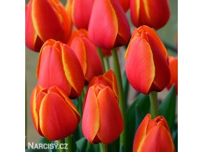 cerveny tulipan worlds favourite 4