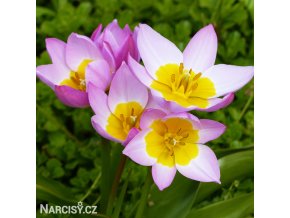 ruzovozluty tulipan bakeri lilac wonder 1