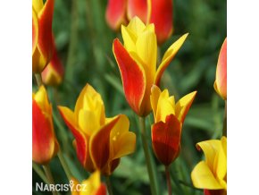 zlutocerveny tulipan clusiana chrysantha 1