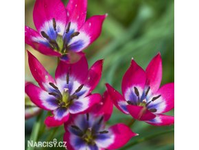 ruzovy nizky tulipan little beauty 1