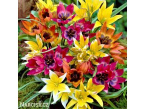 Smes nizkych tulipanu Mix botanickych tulipanu 1