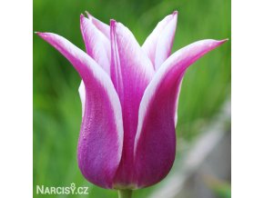 bilofialovy tulipan ballade 6