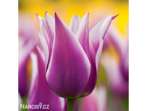 bilofialovy tulipan ballade 1