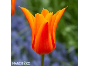oranzovy tulipan ballerina 1