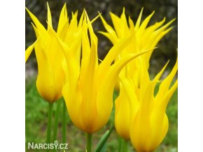 zluty tulipan west point 1