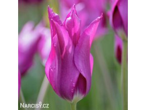 fialovy tulipan liliokvety yume no murasaki 3