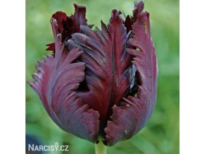 vinovy tulipan black parrot 2