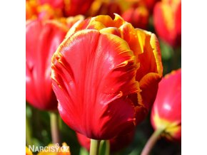 cervenozluty tulipan bright parrot 3