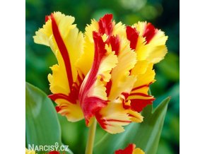 Tulipan Flaming parrot 1