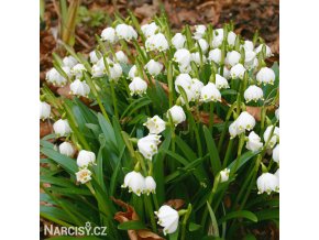 Bledule Leucojum Aestivum 6