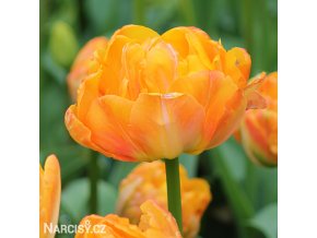 oranzovy plnokvety tulipan granny award 1