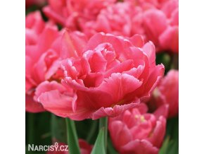 ruzovy plnokvety tulipan chato 3