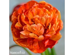 oranzovy plnokvety tulipan sunlover 1