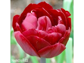cerveny plnokvety tulipan uncle tom 7