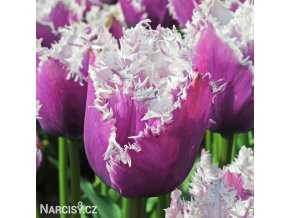 fialovy trepenity tulipan cummins 1