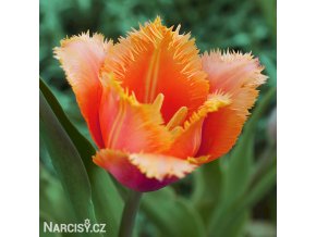 oranzovy trepenity tulipan lambada 1