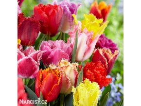 trepenite tulipany smes barev mix 1