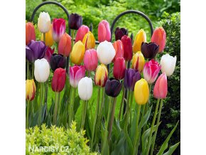 tulipan darwinuv smes barev mix 5