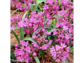 ruzovy cesnek allium oreophillum 3