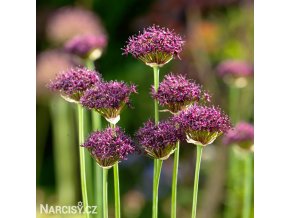 vinovy cesnek allium atropurpureum 4