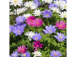 sasanka anemone blanda mix 5