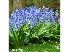 hyacintovec spanelsky hyacinthoides hispanica 4