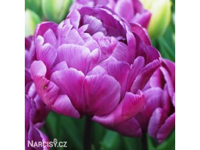 fialovy plnokvety tulipan blue diamond 1