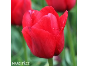 cerveny tulipan triumph ile de france 1