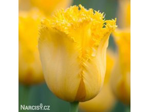 zluty trepenity tulipan maja 1