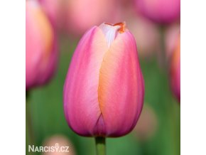 ruzovy tulipan triumph menton 1