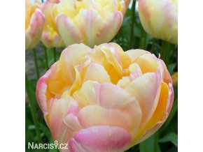 zlutoruzovy plnokvety tulipan creme upstar 4