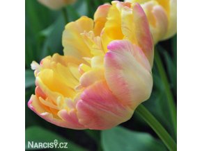 zlutoruzovy plnokvety tulipan creme upstar 1
