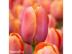 ruzovy tulipan triumph dordogne 1